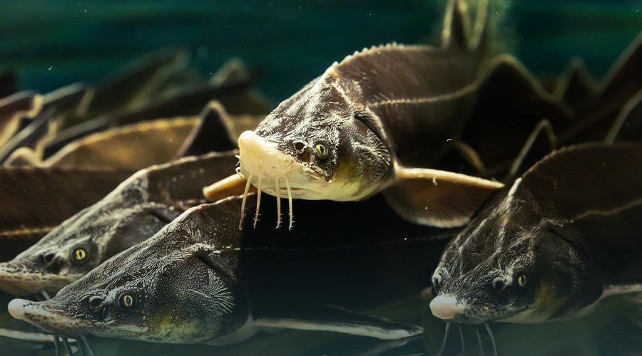 A Guide to Sustainable Caviar: Wild vs. Farmed