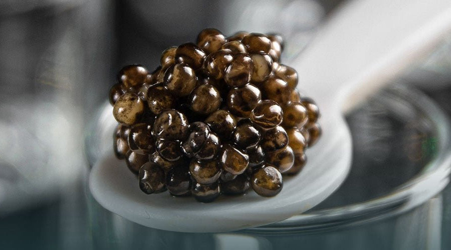 Caviar Fish: Which Species Produce the World's Best Roe?