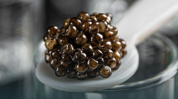 What is Ossetra Caviar? A Complete Guide to Ossetra Caviar